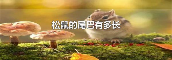 松鼠的尾巴有多长