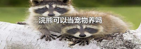 浣熊可以当宠物养吗