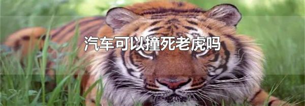 汽车可以撞死老虎吗
