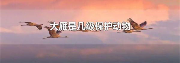 大雁是几级保护动物