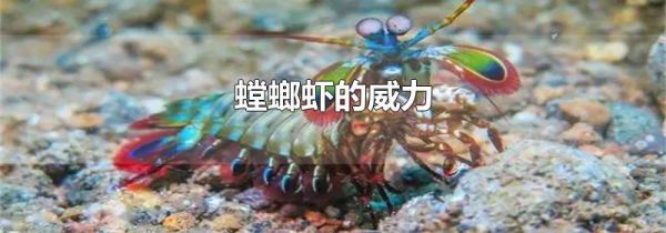 螳螂虾的威力