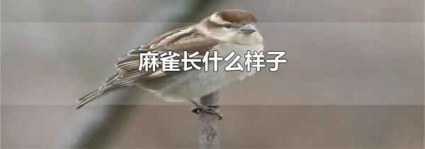 麻雀长什么样子