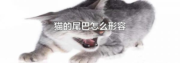 猫的尾巴怎么形容