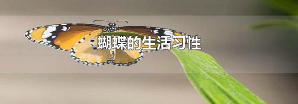 蝴蝶的生活习性