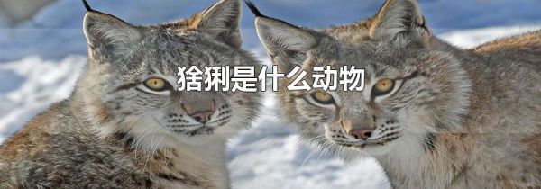 猞猁是什么动物