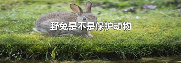 野兔是不是保护动物