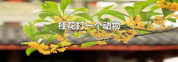 桂花打一个动物