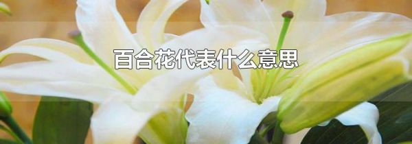 百合花代表什么意思