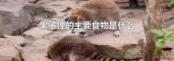 果子狸的主要食物是什么