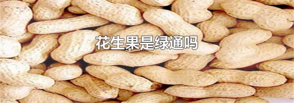 花生果是绿通吗