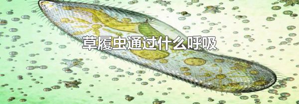 草履虫通过什么呼吸
