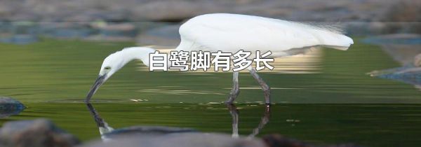 白鹭脚有多长
