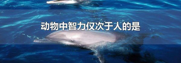 动物中智力仅次于人的是