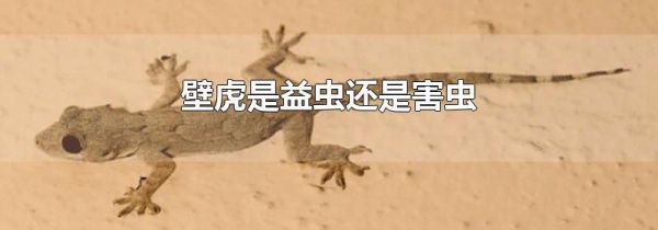 壁虎是益虫还是害虫