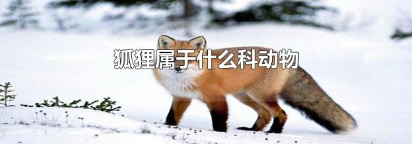 狐狸属于什么科动物