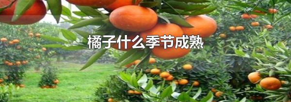 橘子什么季节成熟