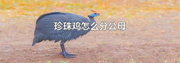 珍珠鸡怎么分公母