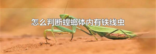 怎么判断螳螂体内有铁线虫