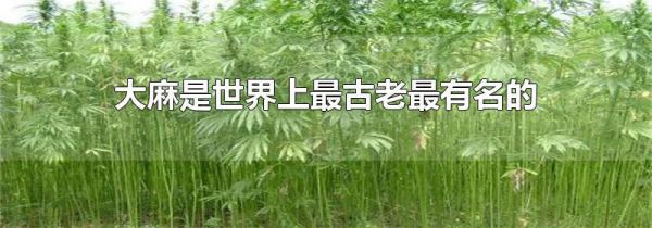 大麻是世界上最古老最有名的什么类植物