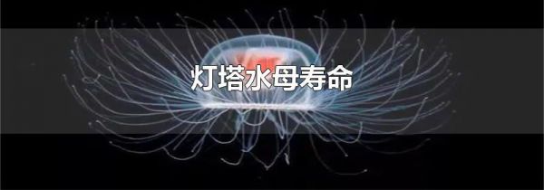 灯塔水母寿命