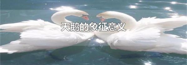 天鹅的象征意义