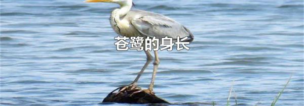 苍鹭的身长