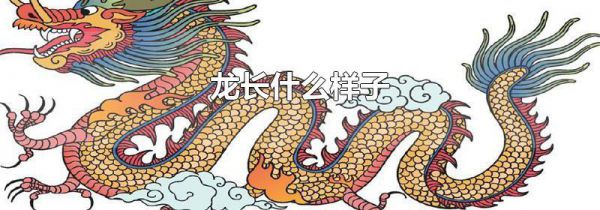 龙长什么样子