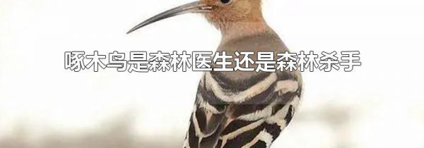 啄木鸟是森林医生还是森林杀手