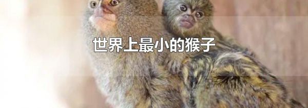 世界上最小的猴子