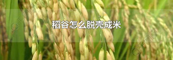 稻谷怎么脱壳成米