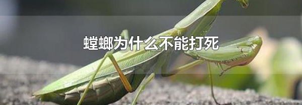 螳螂为什么不能打死