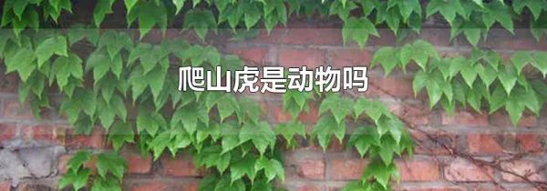 爬山虎是动物吗