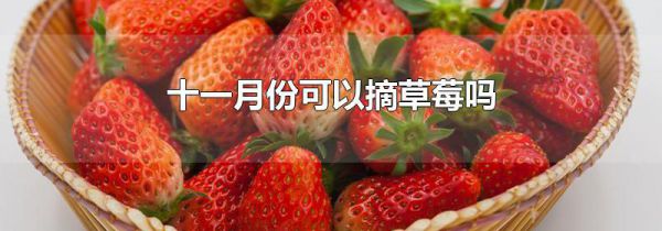 十一月份可以摘草莓吗