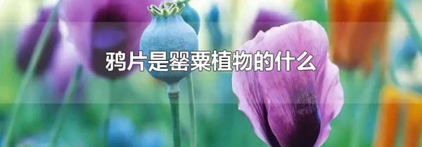 鸦片是罂粟植物的什么