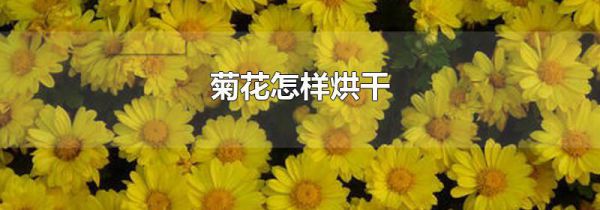 菊花怎样烘干