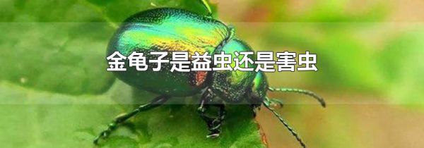 金龟子是益虫还是害虫