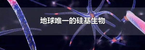 地球唯一的硅基生物