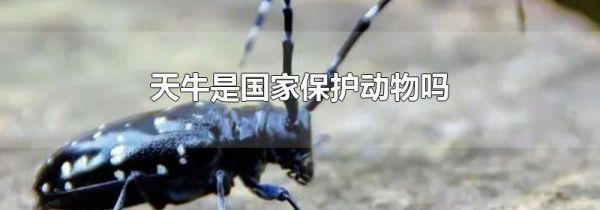 天牛是国家保护动物吗