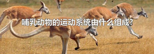 哺乳动物的运动系统由什么组成?