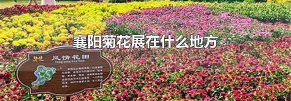 襄阳菊花展在什么地方