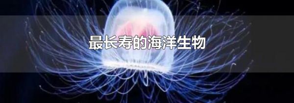 最长寿的海洋生物