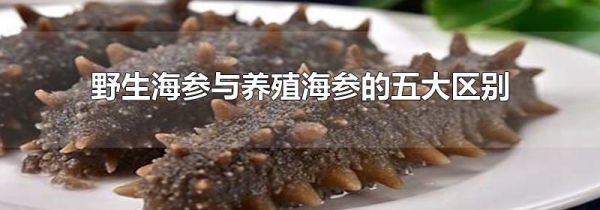 野生海参与养殖海参的五大区别