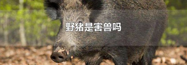 野猪是害兽吗