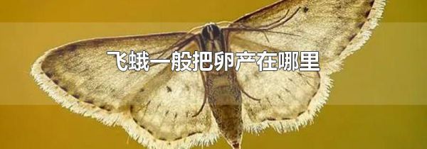飞蛾一般把卵产在哪里