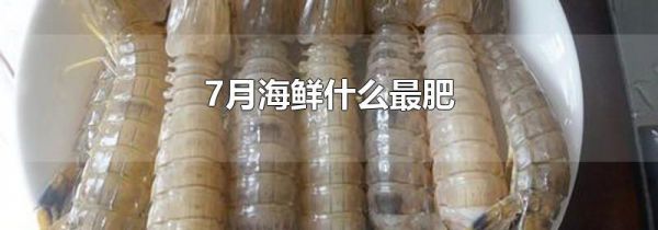 7月海鲜什么最肥