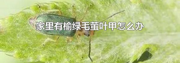 家里有榆绿毛萤叶甲怎么办