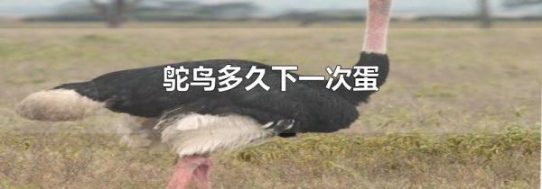 鸵鸟多久下一次蛋