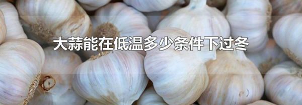 大蒜能在低温多少条件下过冬