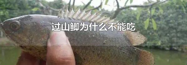 过山鲫为什么不能吃