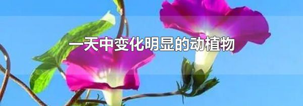 一天中变化明显的动植物